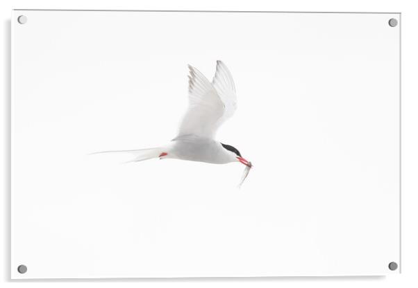 Arctic Tern in Flight Acrylic by Arterra 
