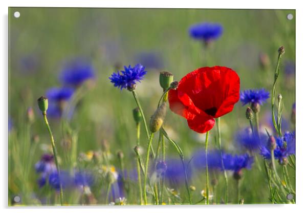 Red Poppy and Bluebottles in Flower Acrylic by Arterra 