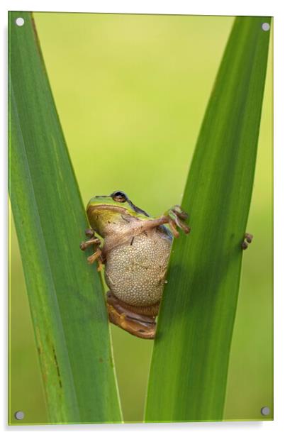 Tree Frog in Reed Bed Acrylic by Arterra 