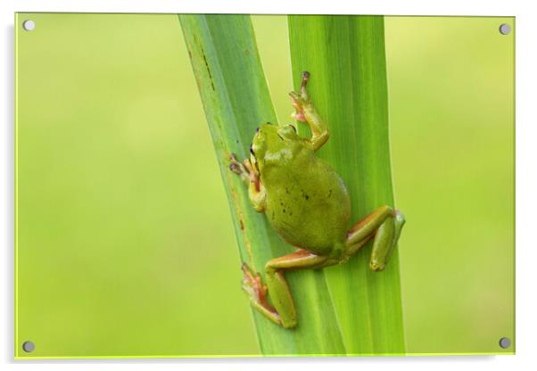 Climbing Tree Frog Acrylic by Arterra 