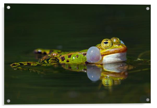 Edible Frog Calling Acrylic by Arterra 