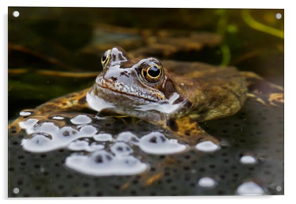 Brown Frog in Pond with Frogspawn Acrylic by Arterra 