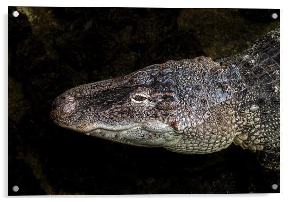 American Alligator Head Acrylic by Arterra 