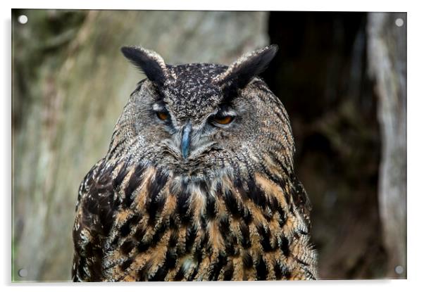 Eurasian Eagle Owl Acrylic by Arterra 