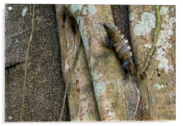 Black Spiny Tailed Iguana Acrylic by Arterra 