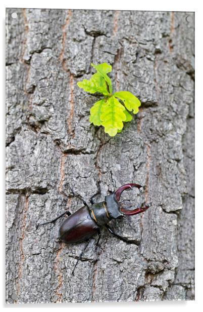 Stag Beetle Climbing Oak Tree Acrylic by Arterra 