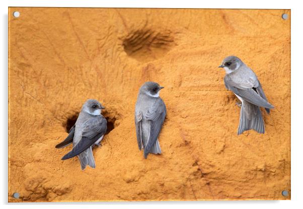 Sand Martins in Bird Colony Acrylic by Arterra 