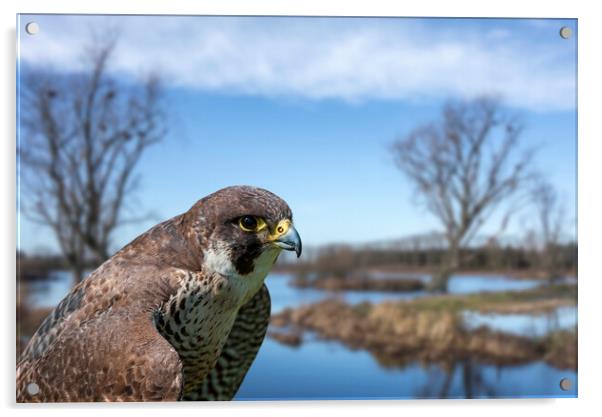 Peregrine Falcon in Wetland Acrylic by Arterra 
