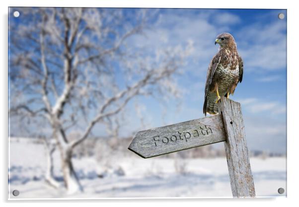 Common Buzzard Perched in Winter Acrylic by Arterra 