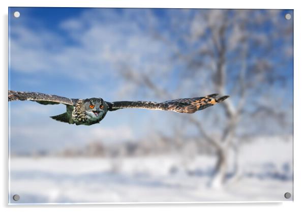 Eurasian Eagle Owl Flying over Heathland in Winter Acrylic by Arterra 