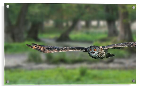 Eurasian Eagle Owl Flying in Woodland Acrylic by Arterra 