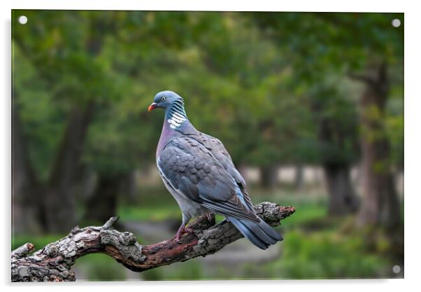 Common Wood Pigeon Acrylic by Arterra 