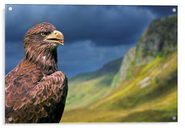Golden Eagle in the Scottish Highlands Acrylic by Arterra 