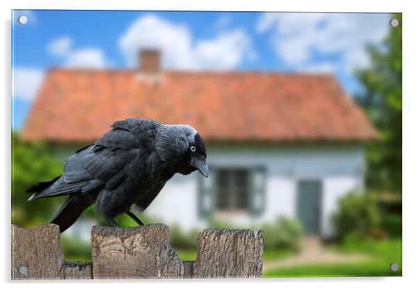 Western Jackdaw in Garden Acrylic by Arterra 