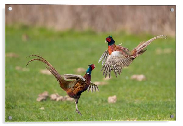 Fighting Pheasants in Meadow Acrylic by Arterra 