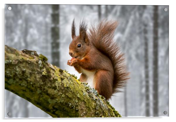 Scottish Red Squirrel in Tree in Winter Woodland Acrylic by Arterra 