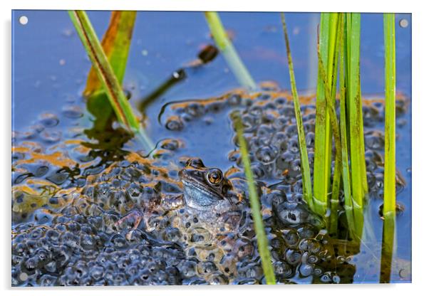 Brown Frog Among Frogspawn in Springtime Acrylic by Arterra 