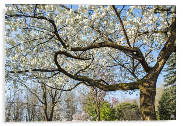 Japanese Cherry Tree in Springtime Acrylic by Arterra 