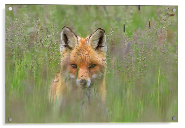 Curious Red Fox in Meadow Acrylic by Arterra 