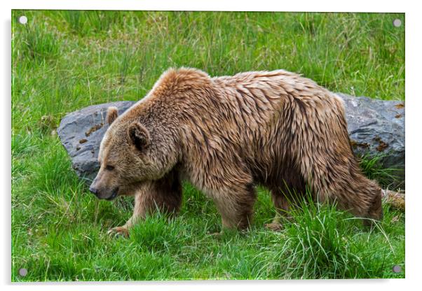 European Brown Bear in Meadow Acrylic by Arterra 