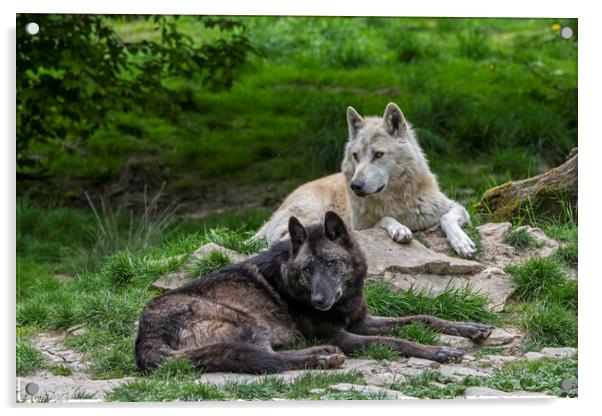 Black and White Timber Wolves Acrylic by Arterra 