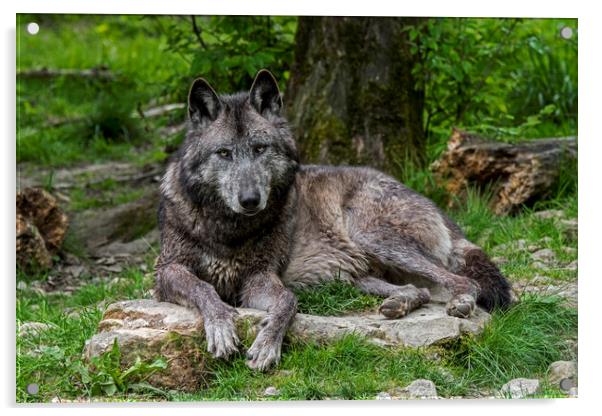 Black Wolf in Wood Acrylic by Arterra 
