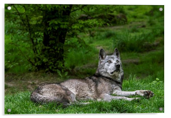 Mackenzie Valley Wolf in Woodland Acrylic by Arterra 