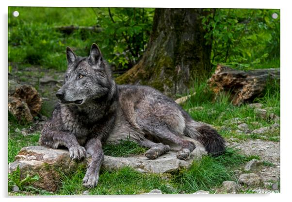 Black Wolf in Forest Acrylic by Arterra 