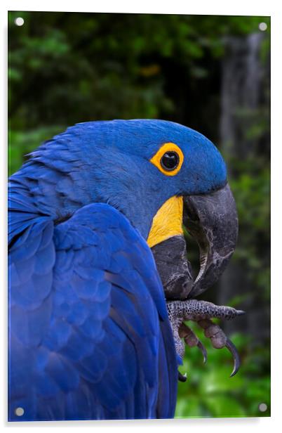 Hyacinth Macaw Acrylic by Arterra 