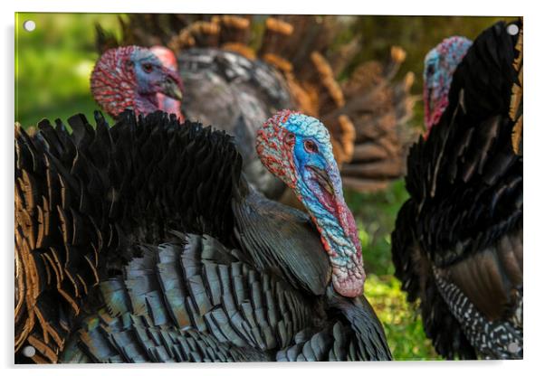 Wild Turkeys Acrylic by Arterra 