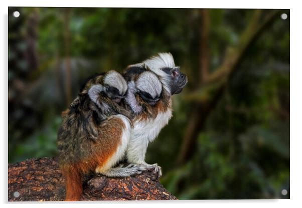 Crested Tamarin with Babies Acrylic by Arterra 
