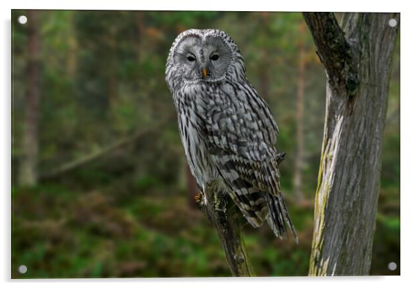 Ural Owl in Woodland Acrylic by Arterra 