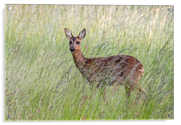 Roe Deer in Tall Gras Acrylic by Arterra 