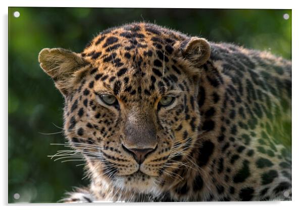 Amur Leopard Acrylic by Arterra 