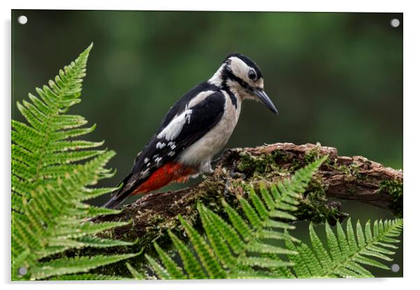 Great Spotted Woodpecker Acrylic by Arterra 