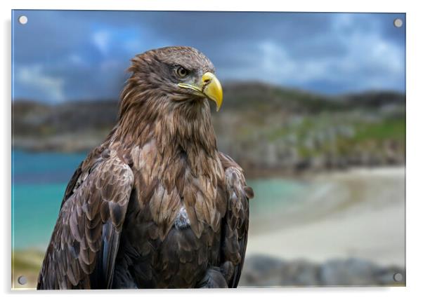White-Tailed Eagle in Scotland Acrylic by Arterra 