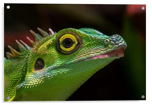 Green Crested Lizard Acrylic by Arterra 