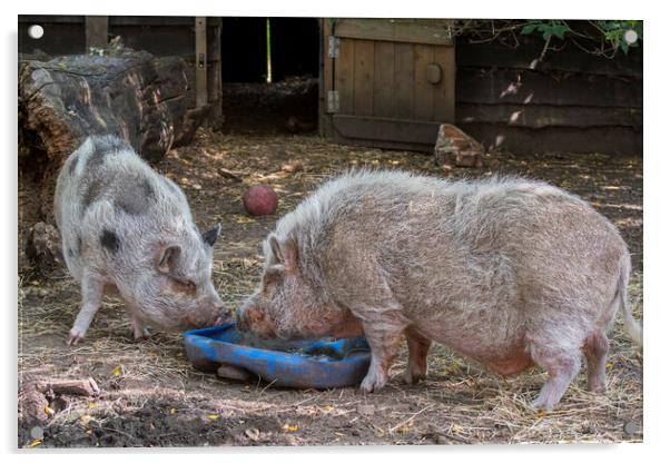 Two Miniature Pigs at Farm Acrylic by Arterra 