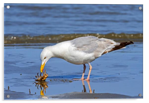 Seagull Looking at Crab Acrylic by Arterra 