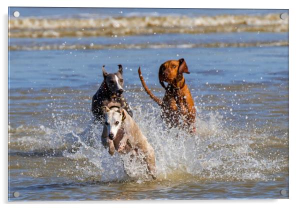 Three Running Dogs on the Beach Acrylic by Arterra 