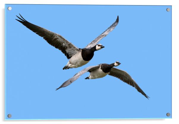 Two Barnacle Geese in Flight Acrylic by Arterra 