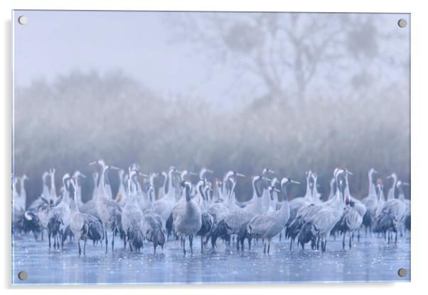 Flock of Cranes in the Mist Acrylic by Arterra 