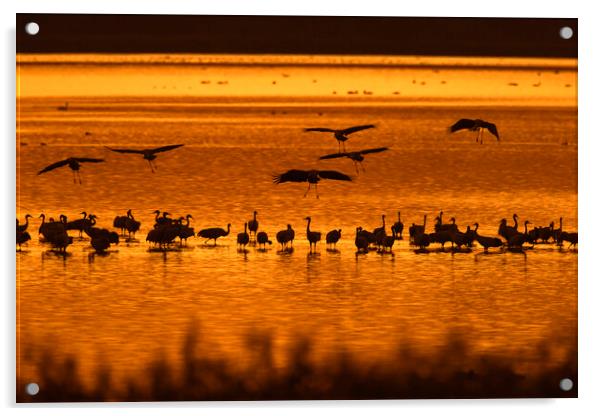 Cranes at Sunset Acrylic by Arterra 