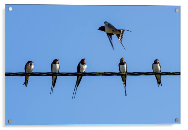 Barn Swallows on Wire Acrylic by Arterra 