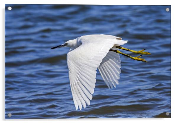 Little Egret in Flight Acrylic by Arterra 