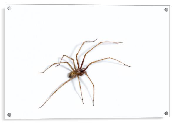Giant House Spider Acrylic by Arterra 