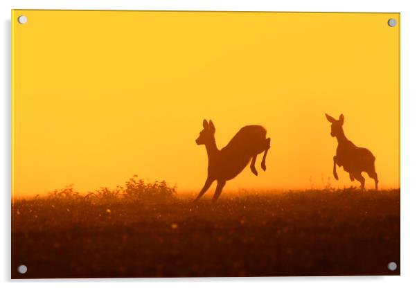 Young Roe Deer Running in Field Acrylic by Arterra 