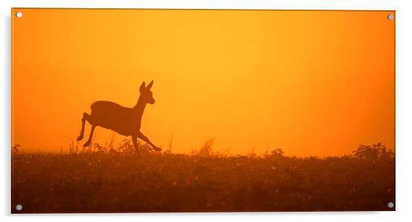 Roe Deer Running in Field at Sunset Acrylic by Arterra 