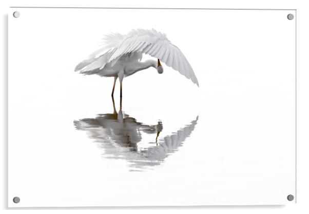 Great White Egret Preening Feathers in Pond Acrylic by Arterra 