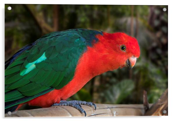 Australian King Parrot Acrylic by Arterra 